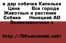 в дар собачка Капелька › Цена ­ 1 - Все города Животные и растения » Собаки   . Ненецкий АО,Великовисочное с.